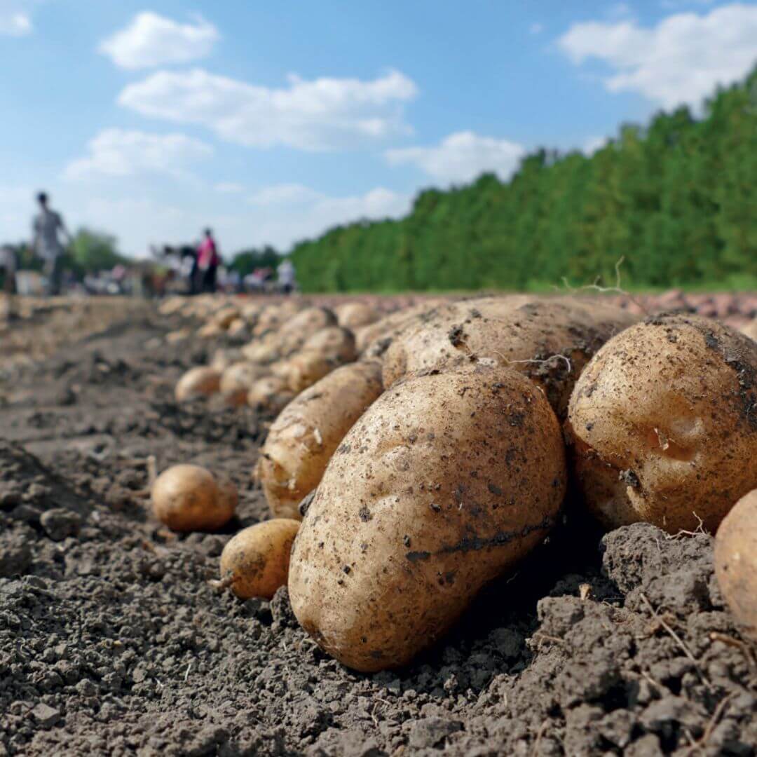 Uprawa Ziemniak W Z Wykorzystaniem Agrow Kniny Agrimpex Agrimpex